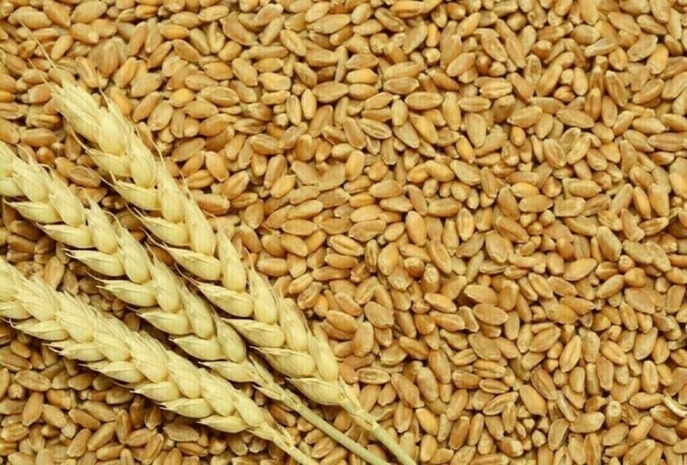 Ample Stocks Trigger Wheat’s First Monthly Dip Since Sept Russian wheat export prices have seen a downtrend recently